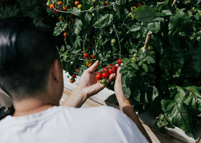 Someone holding a stem of growing tomatoes in a bush.